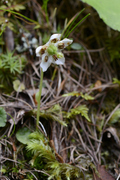 Moneses uniflora