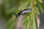 Monoctenus