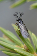 Monoctenus