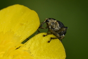 Mononychus punctumalbum