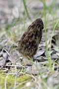 Pezizales