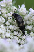 Mordellidae