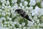 Mordellidae