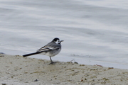 Motacilla alba