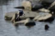 Motacilla alba
