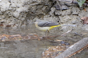 Motacilla cinerea