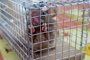Mus musculus