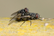 Musca