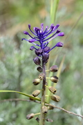 Muscari comosum
