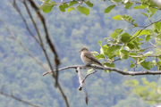 Muscicapa striata