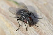 Muscina levida