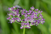Mutellina purpurea