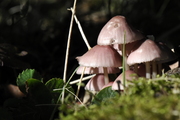 Mycena