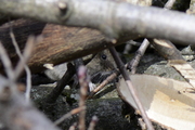 Myodes glareolus