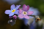 Myosotis