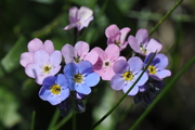 Myosotis