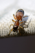 Myrmarachne formicaria