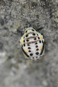 Myzia oblongoguttata