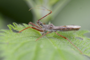 Nagusta goedelii
