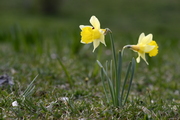 Narcissus pseudonarcissus