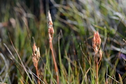 Narthecium ossifragum