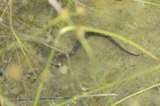 Natrix helvetica