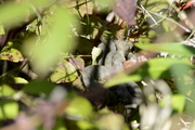 Natrix tessellata