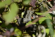 Natrix tessellata