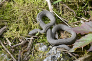 Natrix tessellata