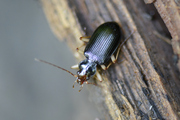 Nebria picicornis