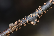Nectria cinnabarina