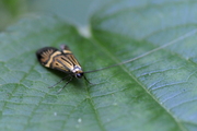 Nemophora degeerella