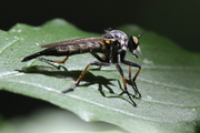 Neoitamus
