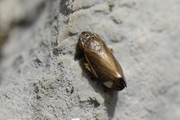 Neophilaenus exclamationis