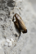 Neophilaenus exclamationis