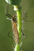 Nephrotoma flavescens