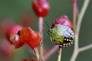 Nezara viridula