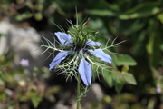 Nigella damascena