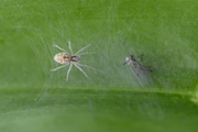 Nigma