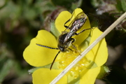 Nomada