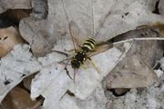 Nomada
