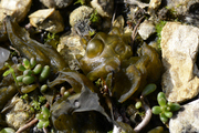 Cyanobacteria