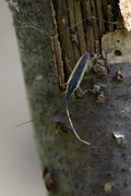 Notostira
