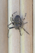 Nuctenea umbratica