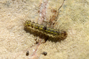 Nudaria mundana
