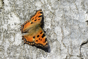 Nymphalis polychloros
