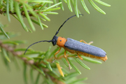 Oberea oculata