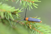 Oberea oculata