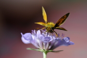 Ochlodes sylvanus