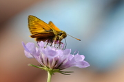 Ochlodes sylvanus